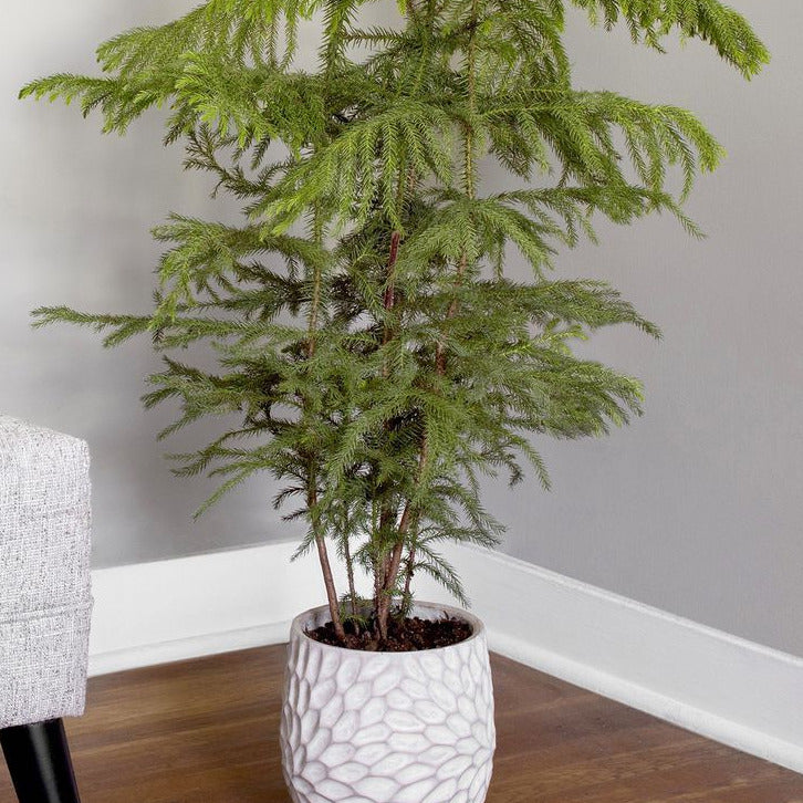 northern pine indoor plant Norfolk Pine Plant – checkify-demo