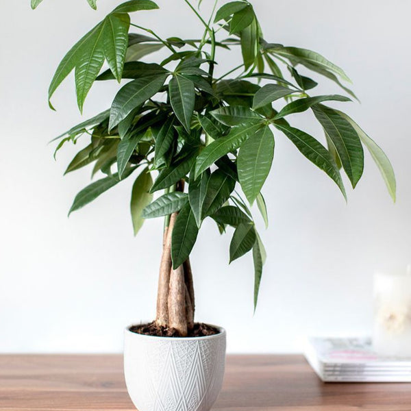 guiana chestnut money tree Guiana Chestnut Plant – checkify-demo