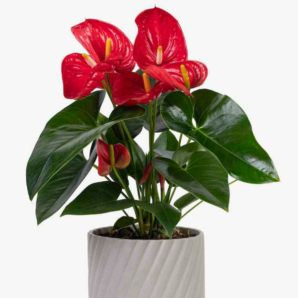 anthurium grande Anthurium Plant – checkify-demo